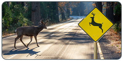 Driving-Tips-deer